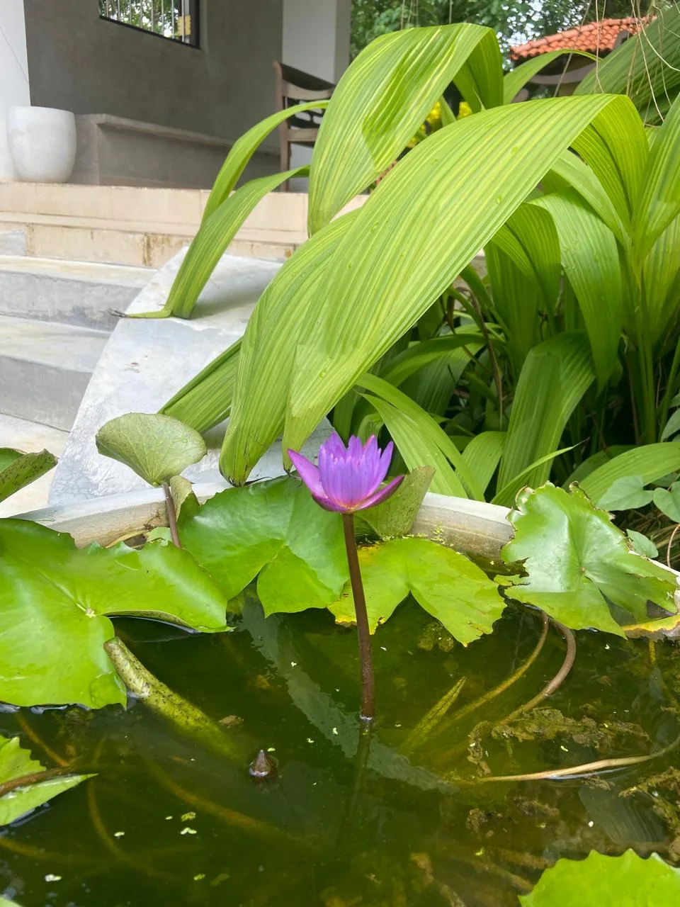 Lotus detail at Goraka Villa